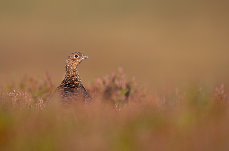 Red Grouse (f) - Lagopus lagopus - On the moors