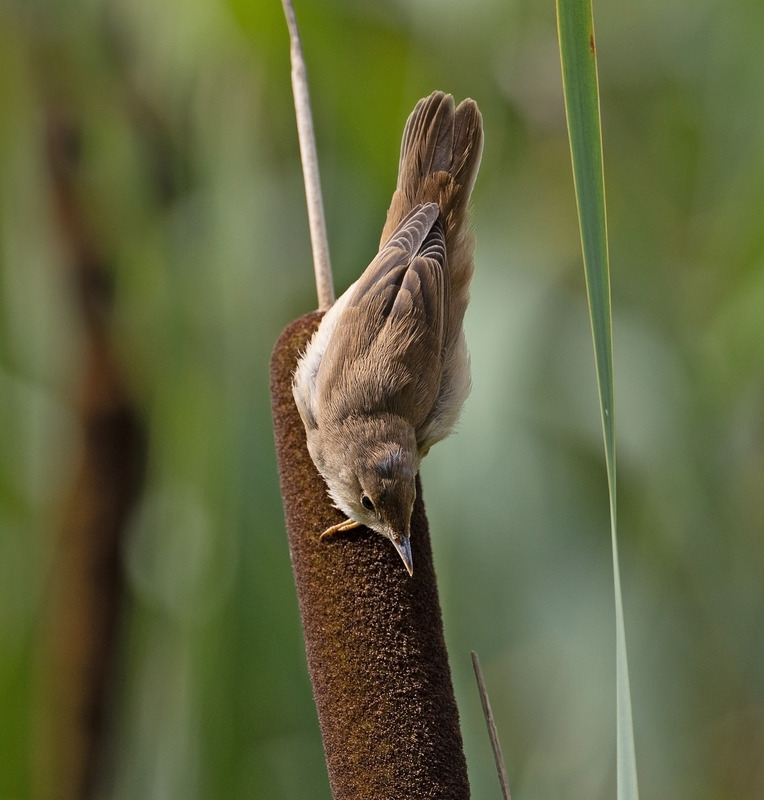 Reed Warbler - Acrocephalus scirpaceus - Lakes, Streams and Ponds