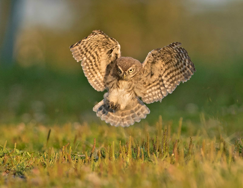 Little Owl