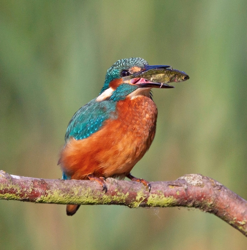 Kingfisher - Alcedo atthis - Lakes, Streams and Ponds