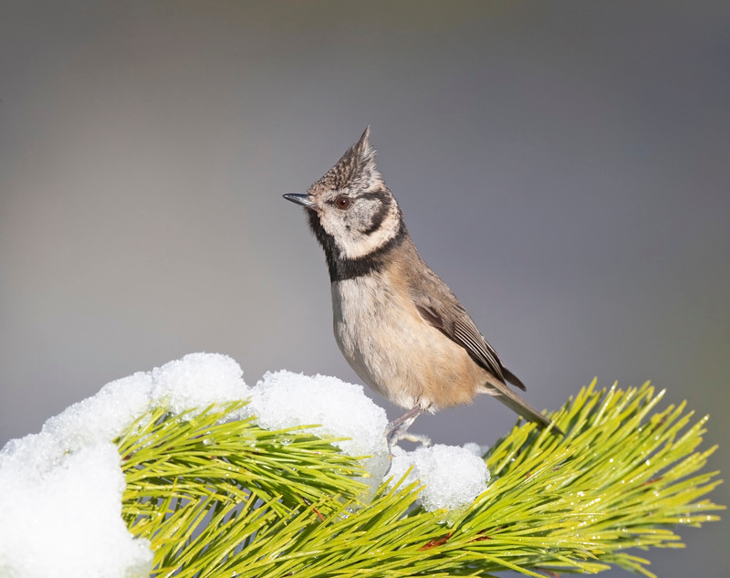 Crested tit | Scotland