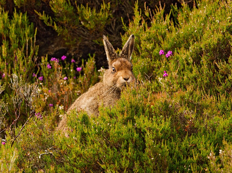Mountian Hare Photography