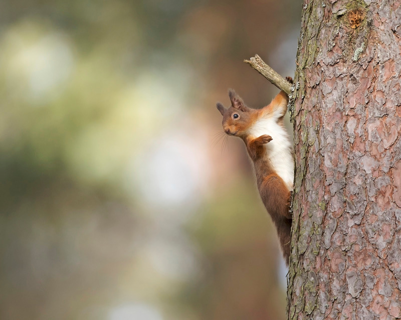 Red Squirrel | Wildlife Photography