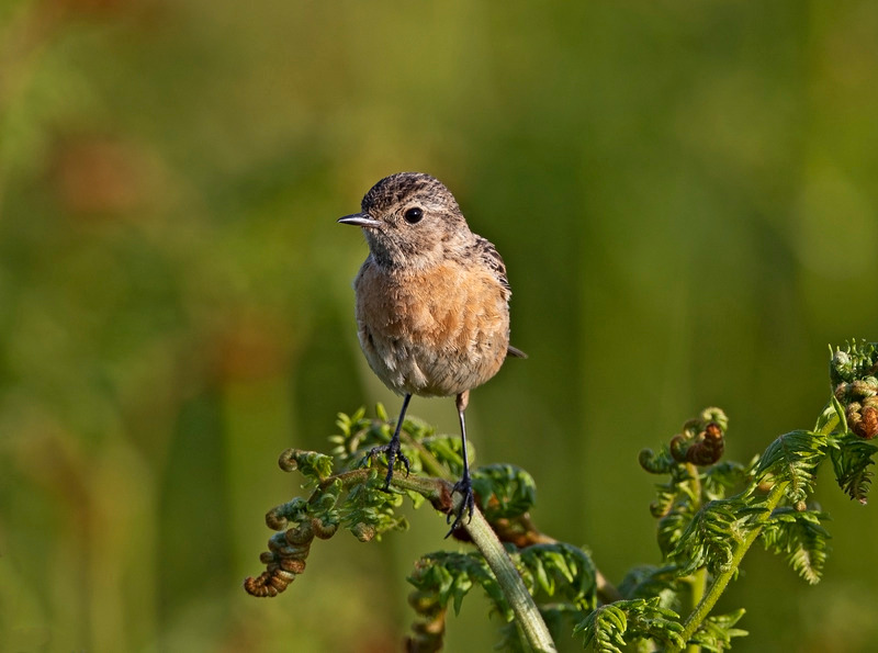 Stonechat (f) - Saxicola rubicola - On the moors