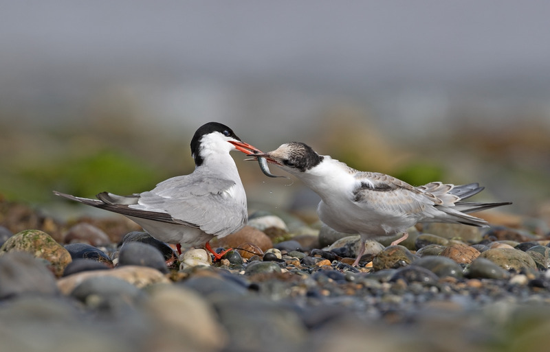 Common Tern