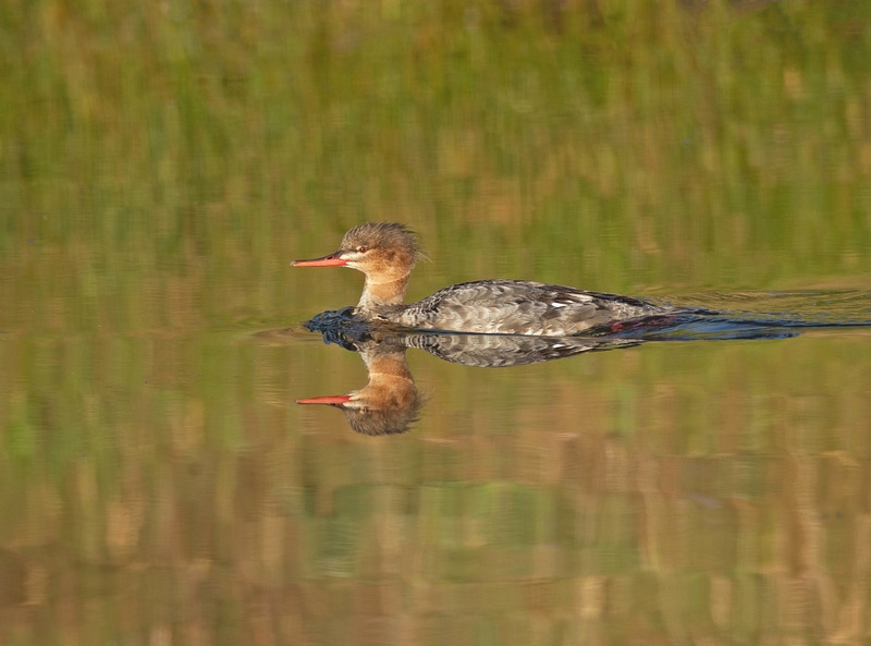 Merganser - Mergus serrator - The Coast