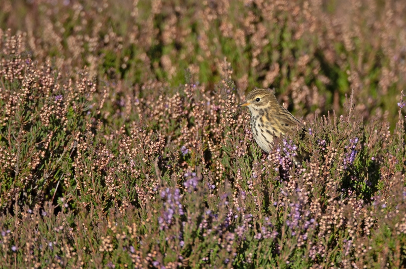 Meadow Pipit -  Anthus pratensis - On the moors