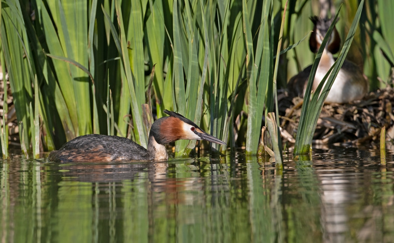 Great Crested Grebe - Podiceps cristatu - Lakes, Streams and Ponds