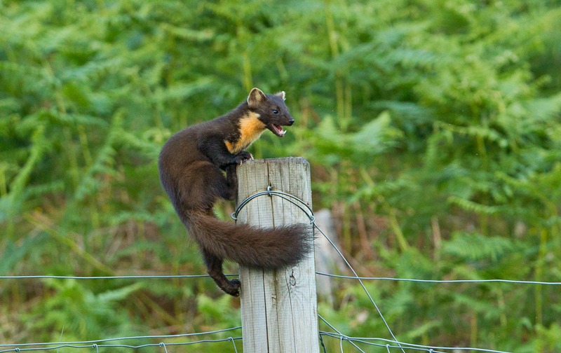 Pine Marten | Ardery