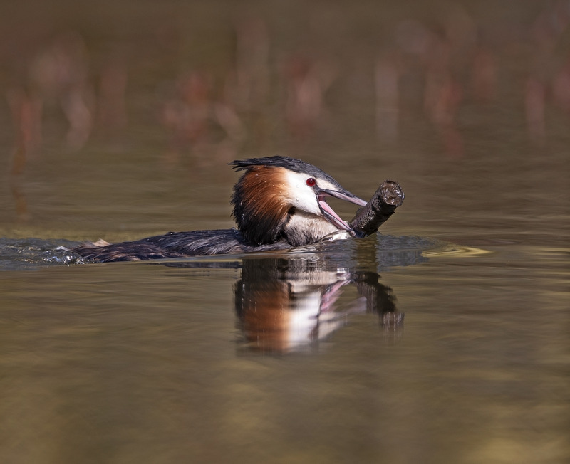 Great Crested Grebe - Podiceps cristatu - Lakes, Streams and Ponds