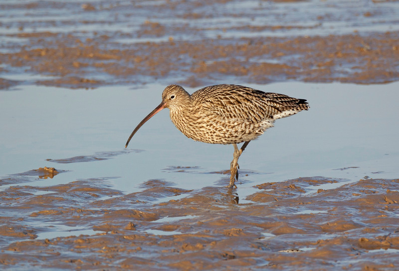 Curlew - Numenius arquata - The Coast