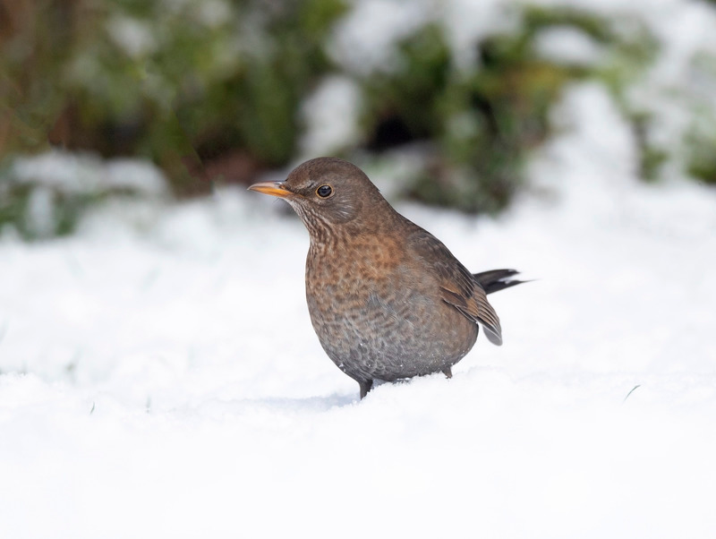 Blackbird | Garden Birds