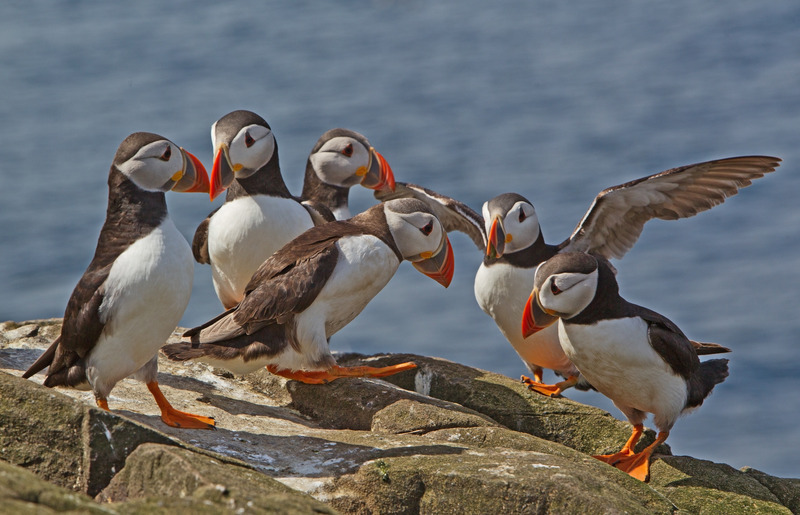 Puffin - Fratercula arctica - The Coast