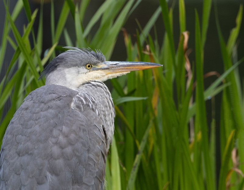 Grey Heron - Ardea cinerea - Lakes, Streams and Ponds