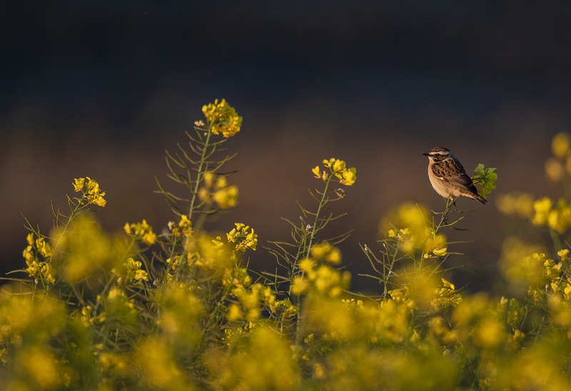 Whinchat | Frodsham Marsh