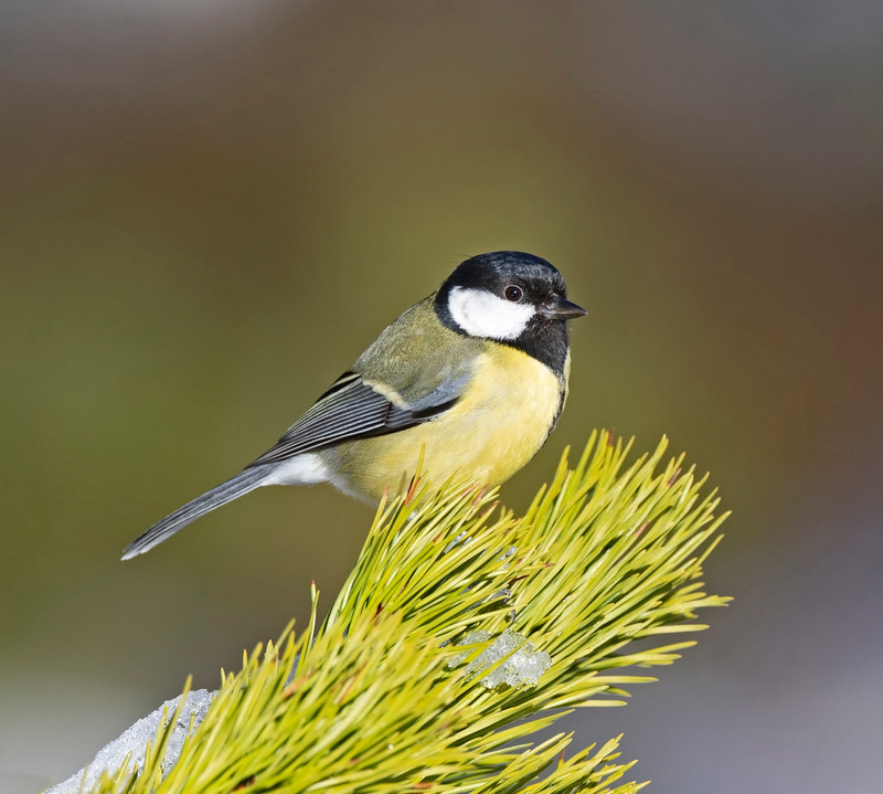Great Tit