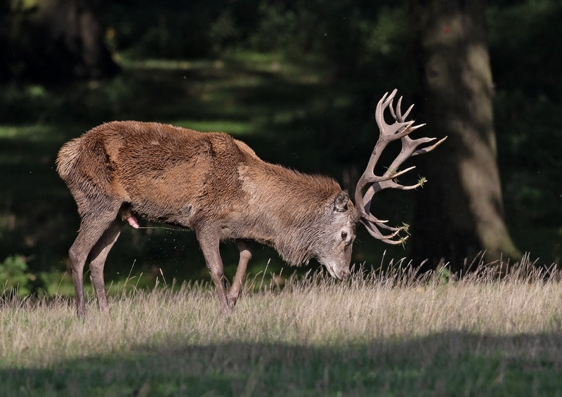 Red Deer - Cervus elaphus - Mammals