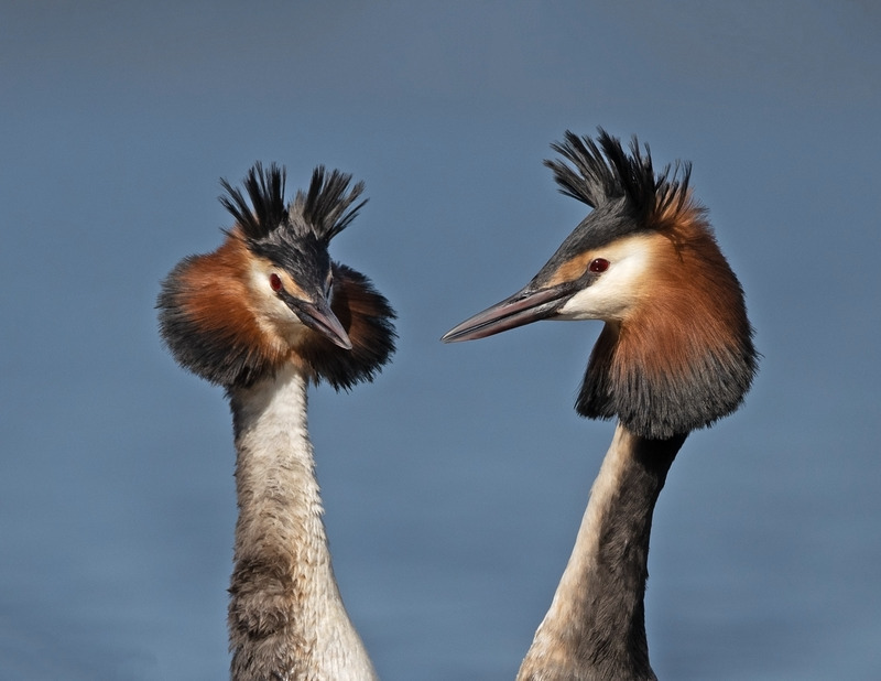 Great Crested Grebe - Podiceps cristatu - Lakes, Streams and Ponds