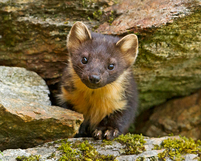Pine Marten | Ardnamurchan Wildlife