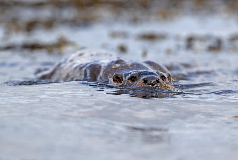 Otter |Ardnamurchan Wildlife