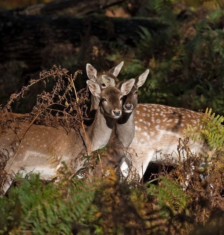 Fallow Deer - Dama dama - Mammals