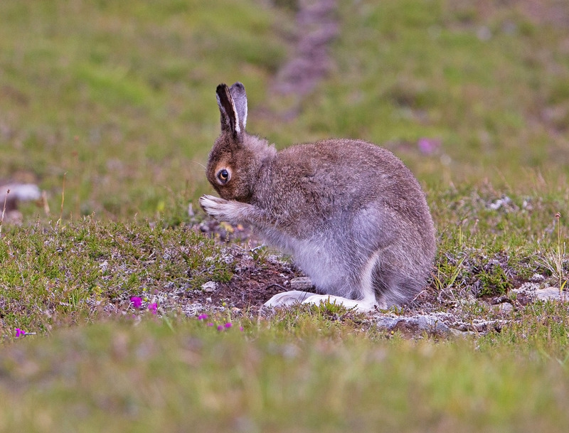 Mountain Hare - Lepus timidus - Cairngorms