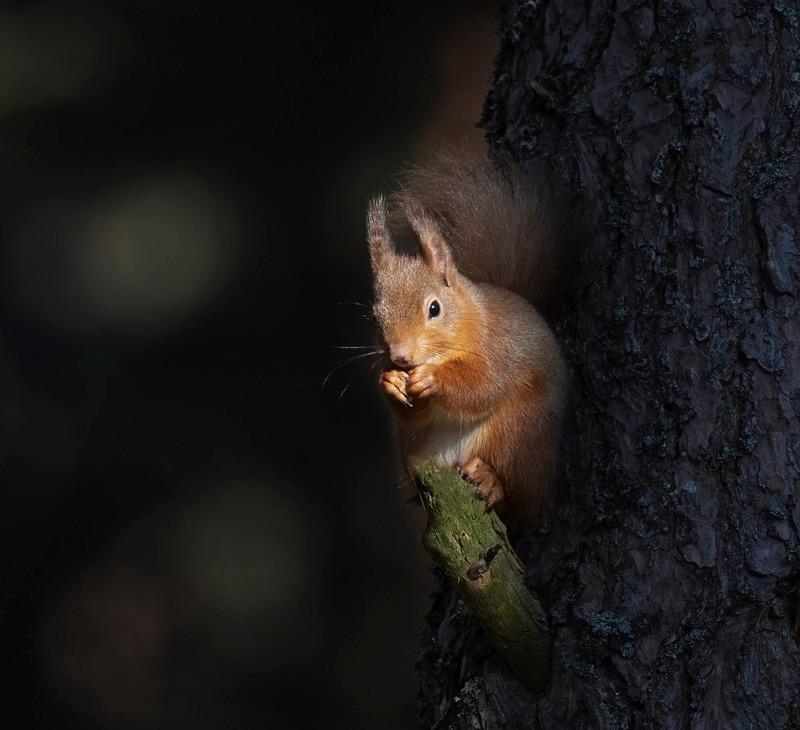 Red Squirrel | Cairngorms