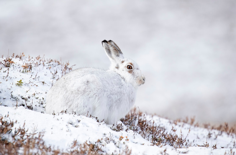 Mountain Hare