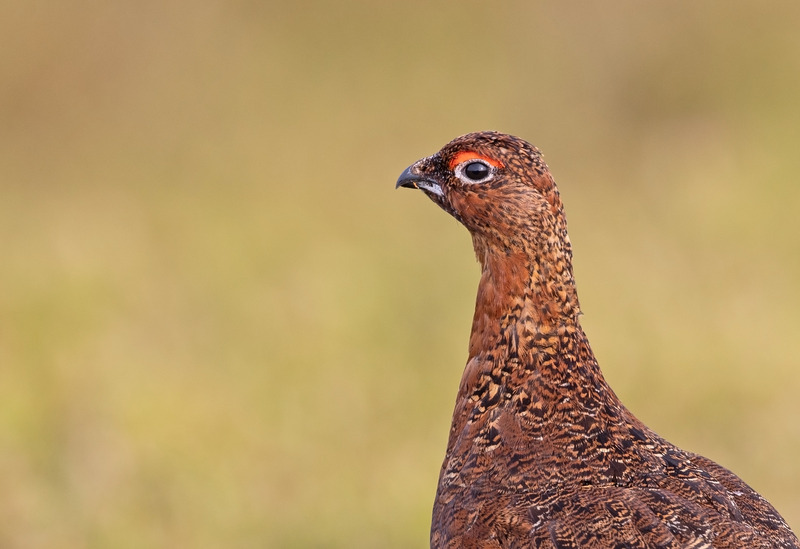 Red Grouse - Lagopus lagopus - On the moors