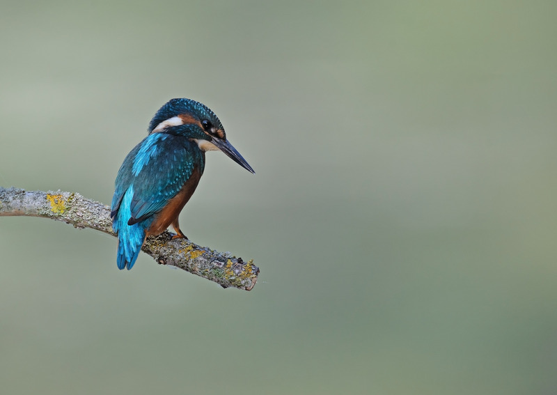 Kingfisher - Alcedo atthis - Lakes, Streams and Ponds