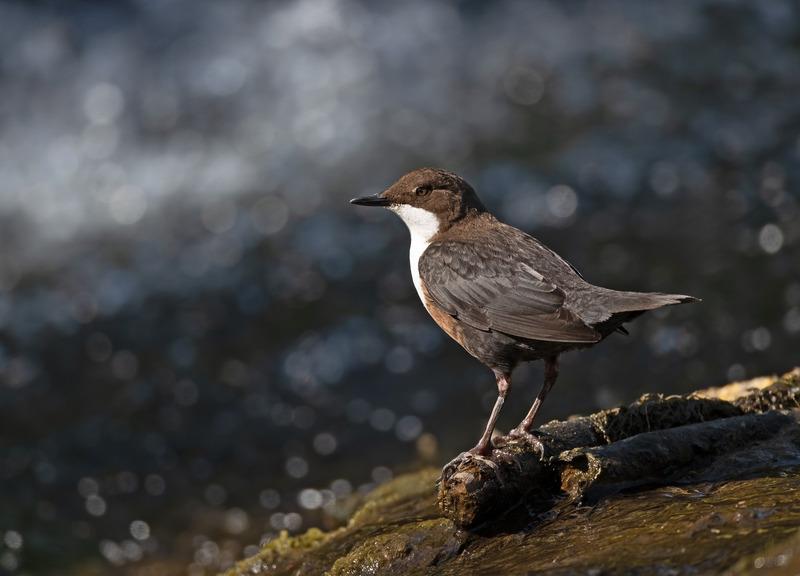 Dipper - Cinclus cinclus - Lakes, Streams and Ponds