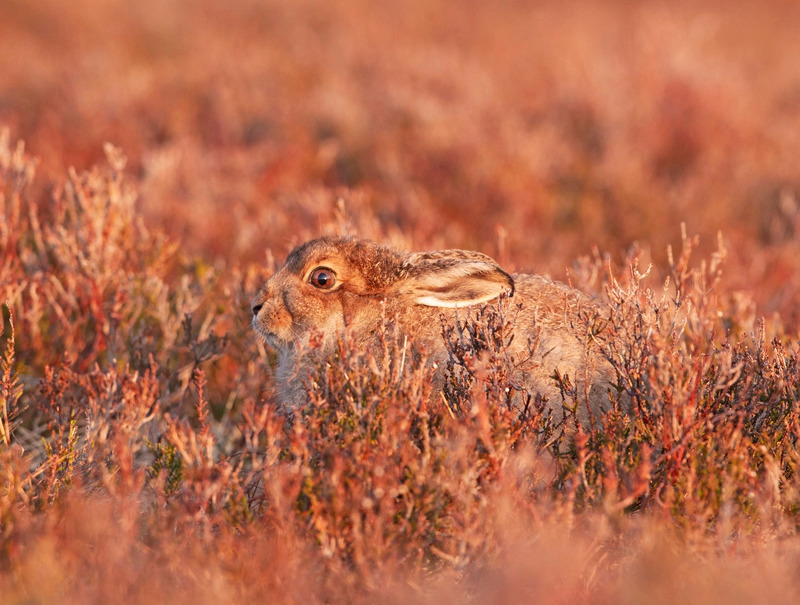 Mountain Hare Leveret