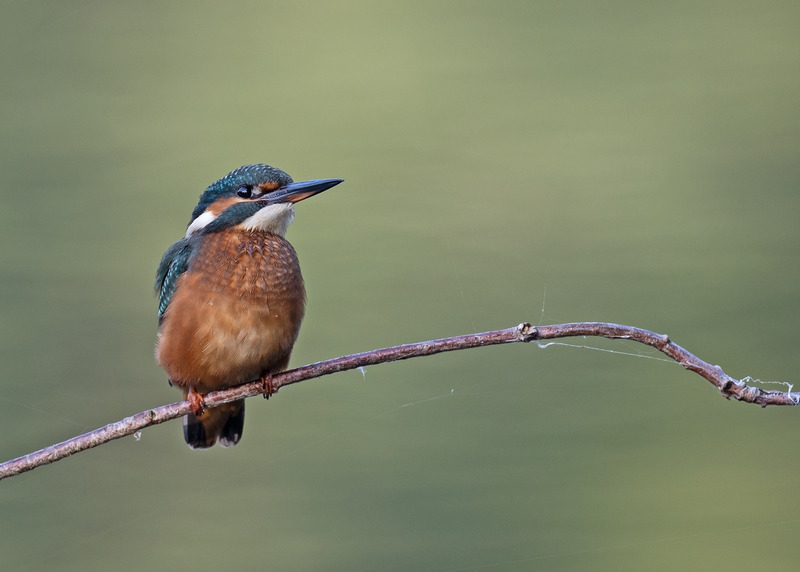 Kingfisher | Moore Nature Reserve