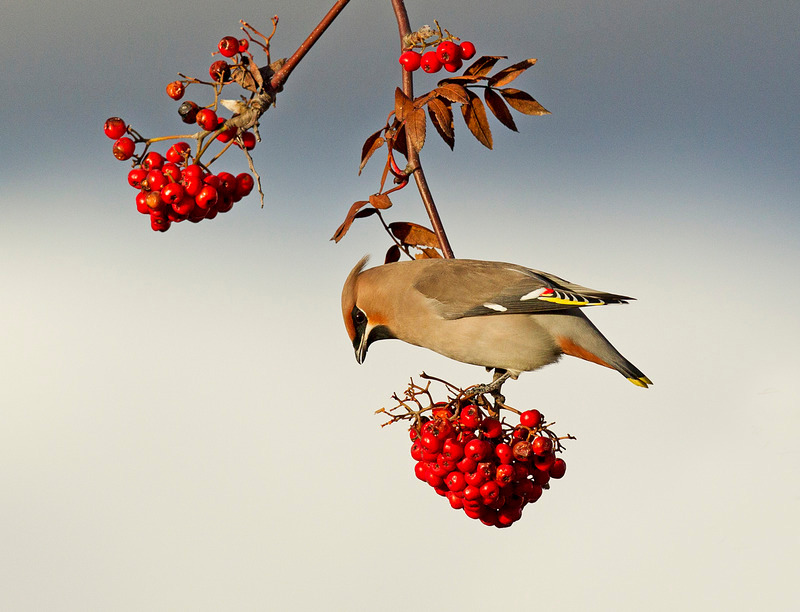 Waxwing | Urban Wildlife
