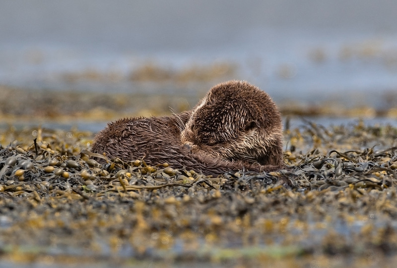 Otter - Lutra lutra - Ardnamurchan