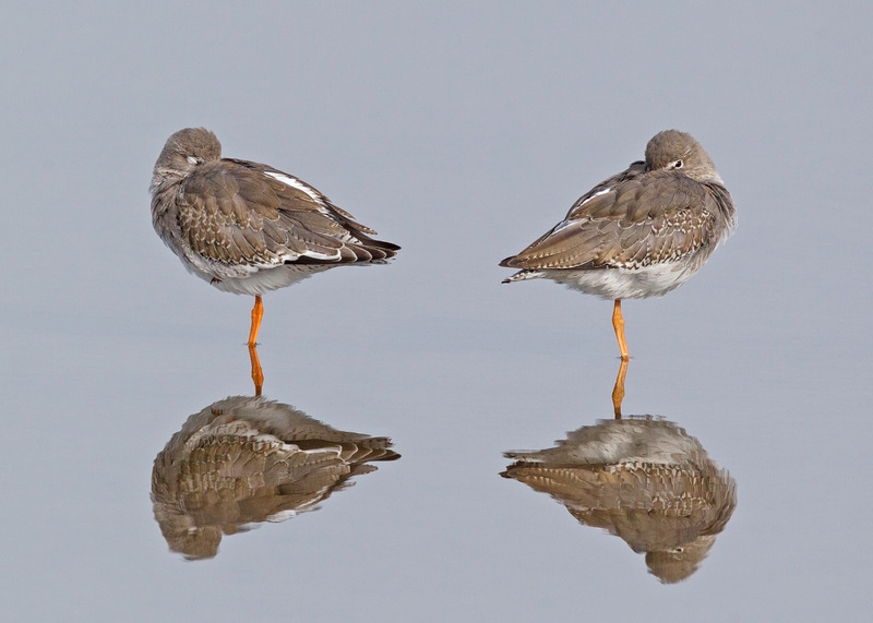 Redshank - Tringa totanus - The Coast