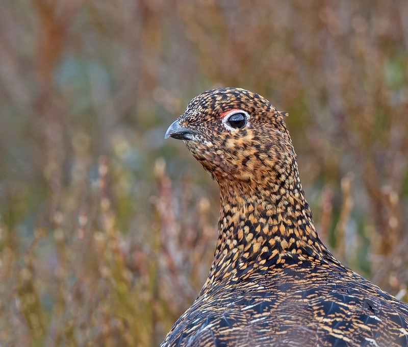 Red Grouse