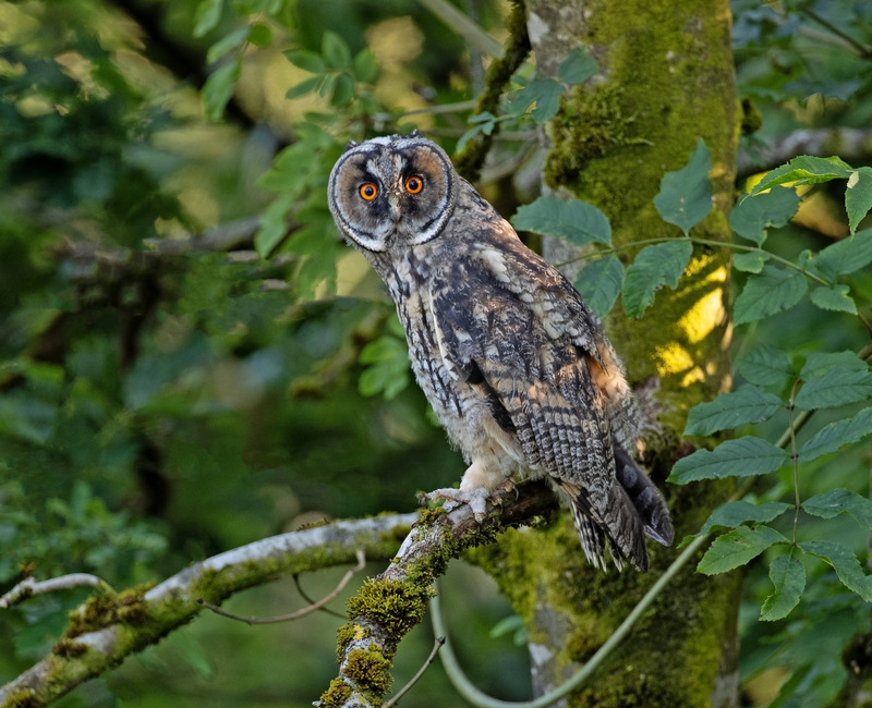 Long-eared Owlet Wildlife Photography