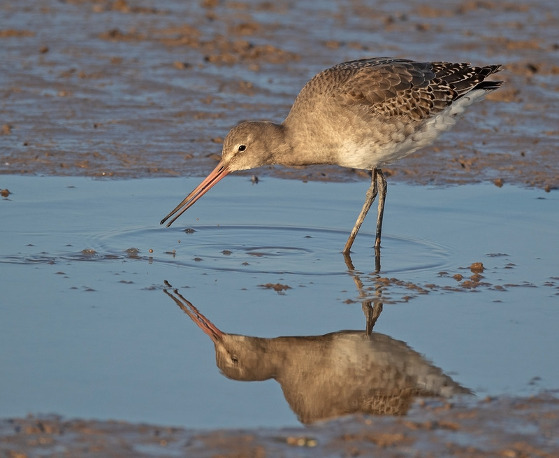 Godwit