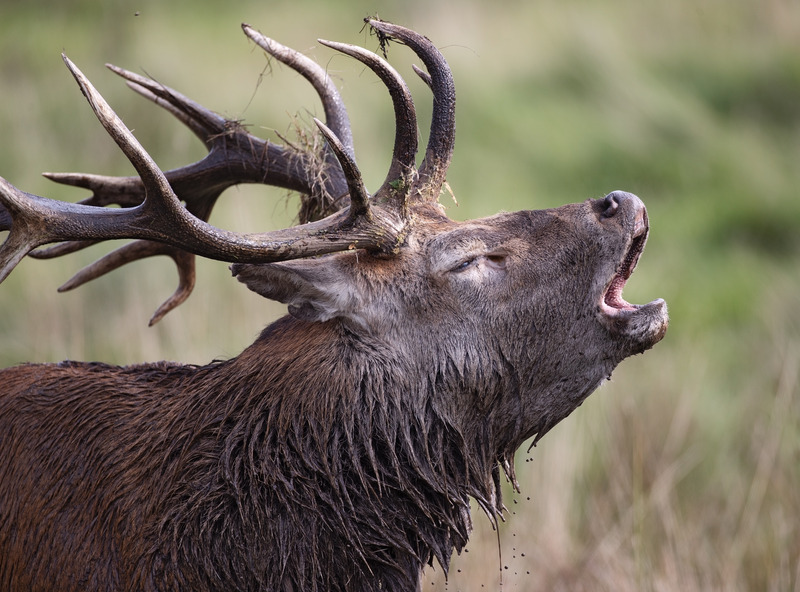 Red Deer Stag | Autumn rut | Graham Manson