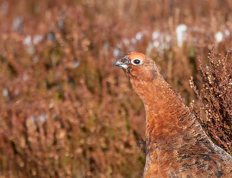 Red Grouse - Lagopus lagopus - On the moors