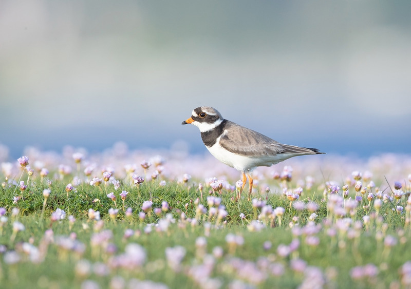 Ringed Plover | Ardnamurchan Wildlife