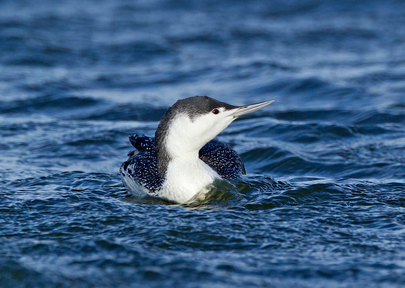 Red throated Diver - Gavia stellata - The Coast