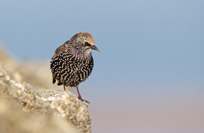 Starling - Sturnus vulgaris - The Coast