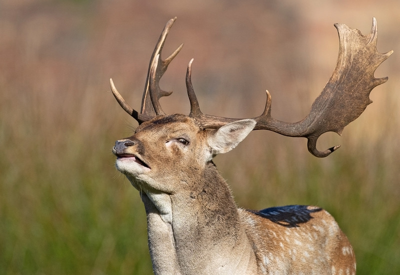 Fallow Deer | Buck