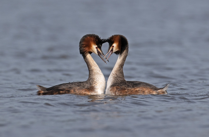 Great Crested Grebe - Podiceps cristatu - Lakes, Streams and Ponds