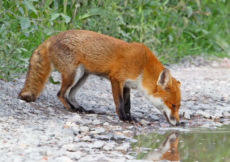 Fox