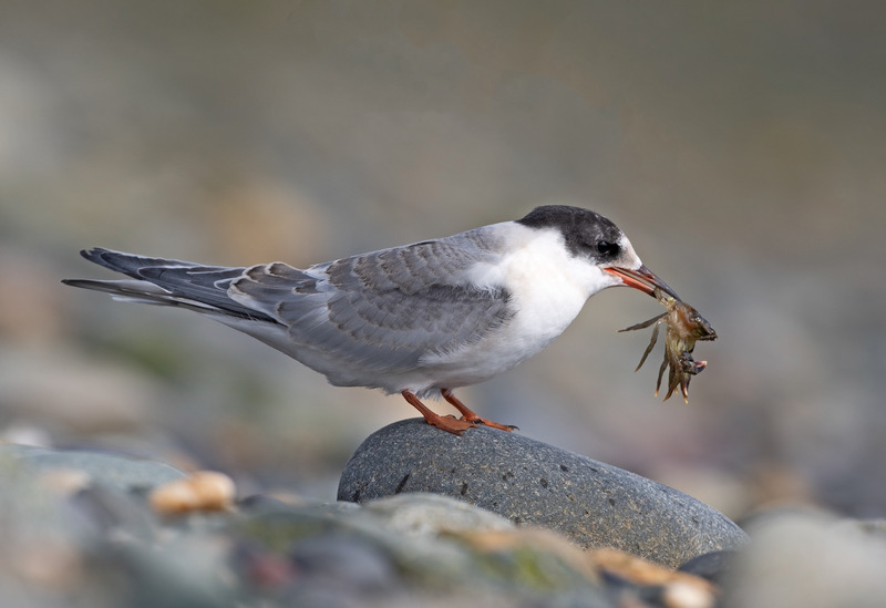 Juvenile Common Tern