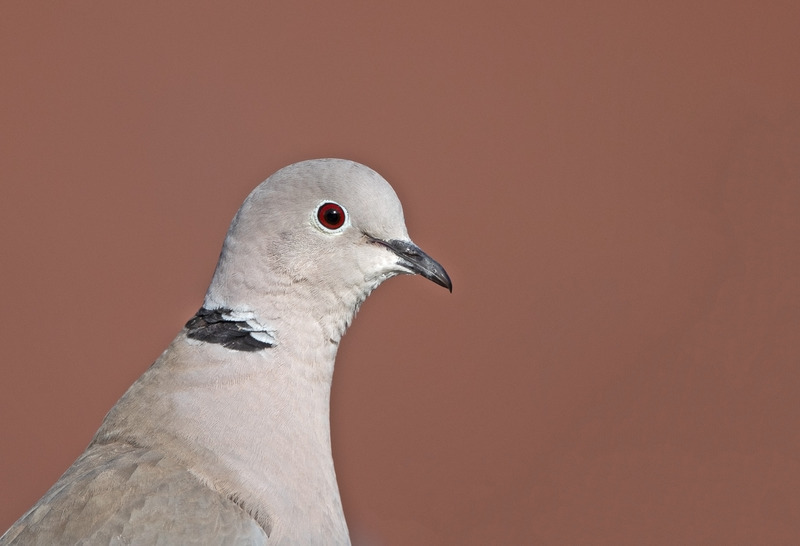 Collared Dove | Appleton Wildlife