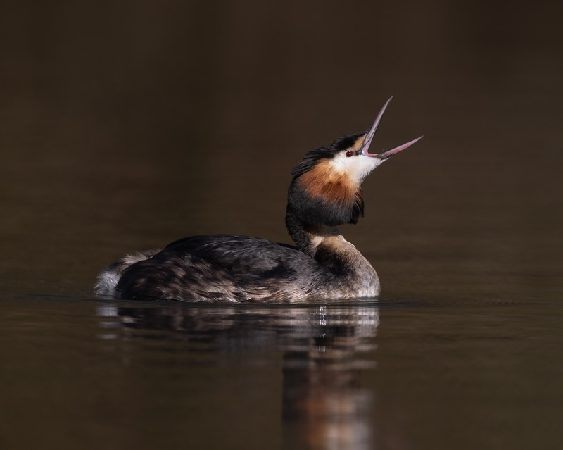 Great Crested Grebe - Podiceps cristatu - Lakes, Streams and Ponds